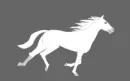 white horse