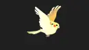 white parrot