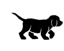 black dog