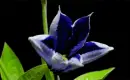 gentiana