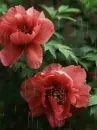 red flower