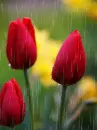 red tulip