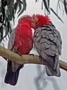 galah