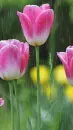 tulip