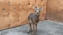 Dik-dik