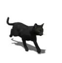 black cat