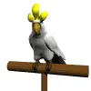 white cockatoo