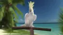 white cockatoo