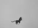 black cat