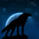 black wolf