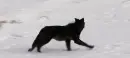black wolf
