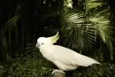 white cockatoo