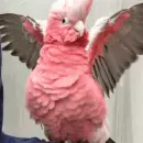 galah