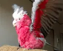 galah