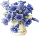 gentiana