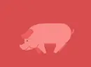 pig