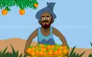 mango harvest