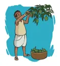 mango picking