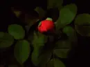red rosa