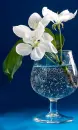 white flower