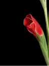 gladiolus