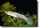 Kék csuka-Aplocheilus panchax