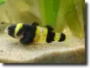Darázshal-Brachygobius nunus
