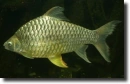 Ezüstkárász-Carassius auratus gibelio