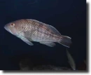 Fekete tengeri sügér-Centropristis striata
