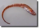 Vörös szalaghal-Cepola rubescens