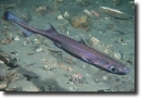 Fekete tüskéscápa-Etmopterus spinax