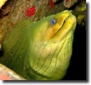 Zöld muréna-Gymnothorax funebris