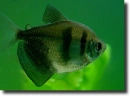 Fekete tetra-Gymnocorymbus ternetzi