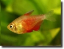 Lángvörös pontylazac-Hyphessobrycon flammeus