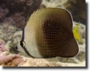 Tahiti pillangóhal-Chaetodon trichrous