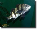 Fekete árnyékhal-Pogonias chromis