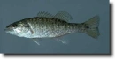 Fekete sügér-Micropterus salmoides