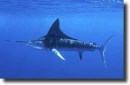 Fehér marlin-Tetrapturus albidus
