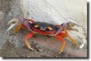 Színes rák-Gecarcinus qaudratus