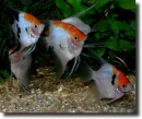 Virorláshal-Pterophyllum scalare