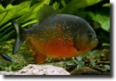 Piranha-Pygocentrus piraya