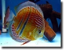Barna diszkoszhal-Symphysodon aequifasciata