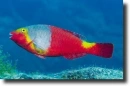 Pompás papagájhal-Sparisoma cretense