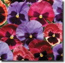 pansies