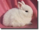 white bunny