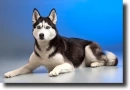husky