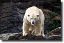 polar bear