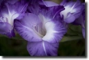 purple gladiolus