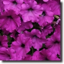 purple petunias