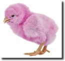pink chick
